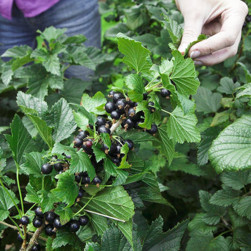 黑加仑树苗黑加仑树葡萄苗南北方种植红加仑葡萄苗地栽盆栽果树苗木