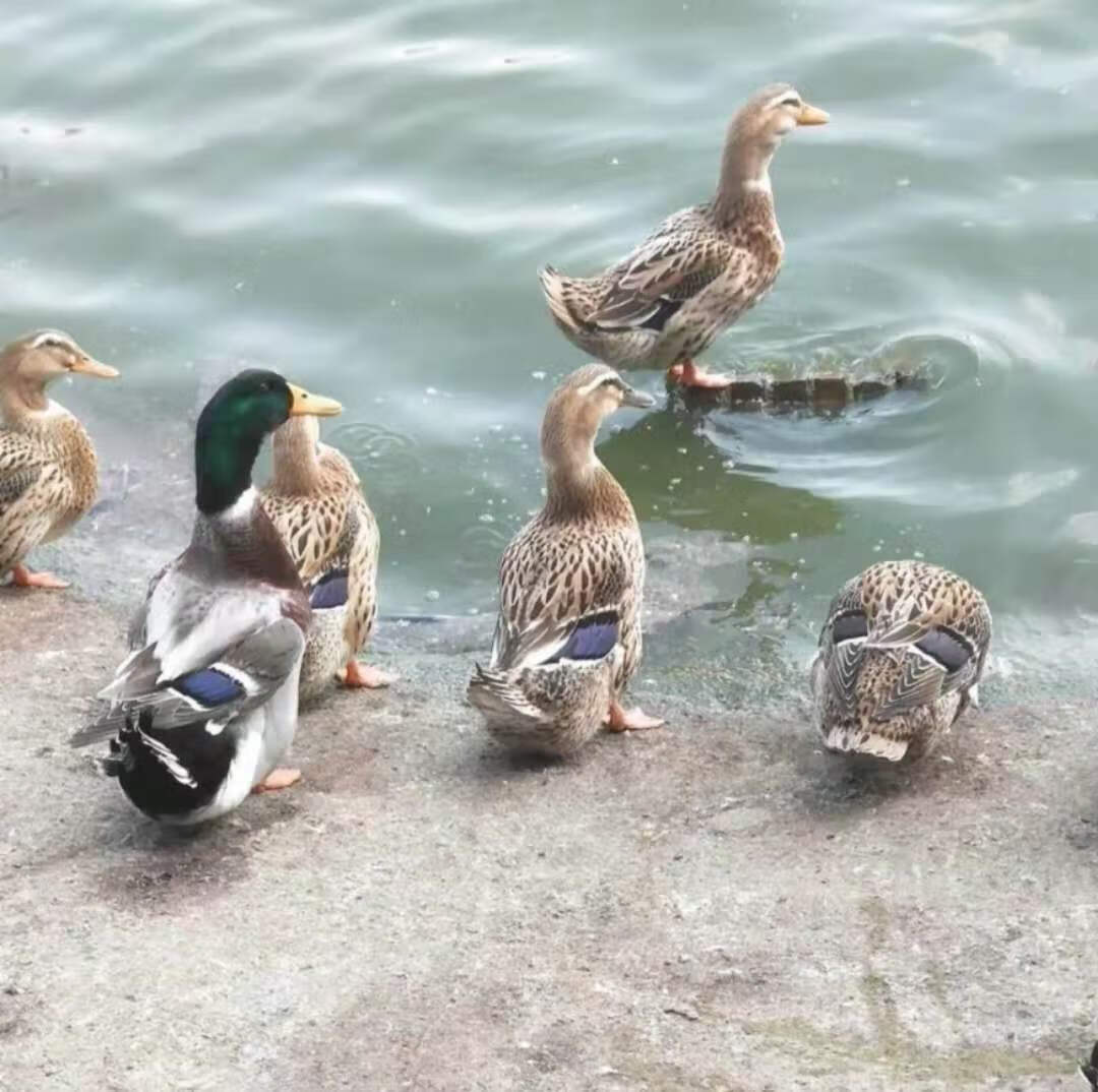 大种鸭苗番鸭活苗大种麻鸭火鸭杂交半番鸭苗  一百只起发