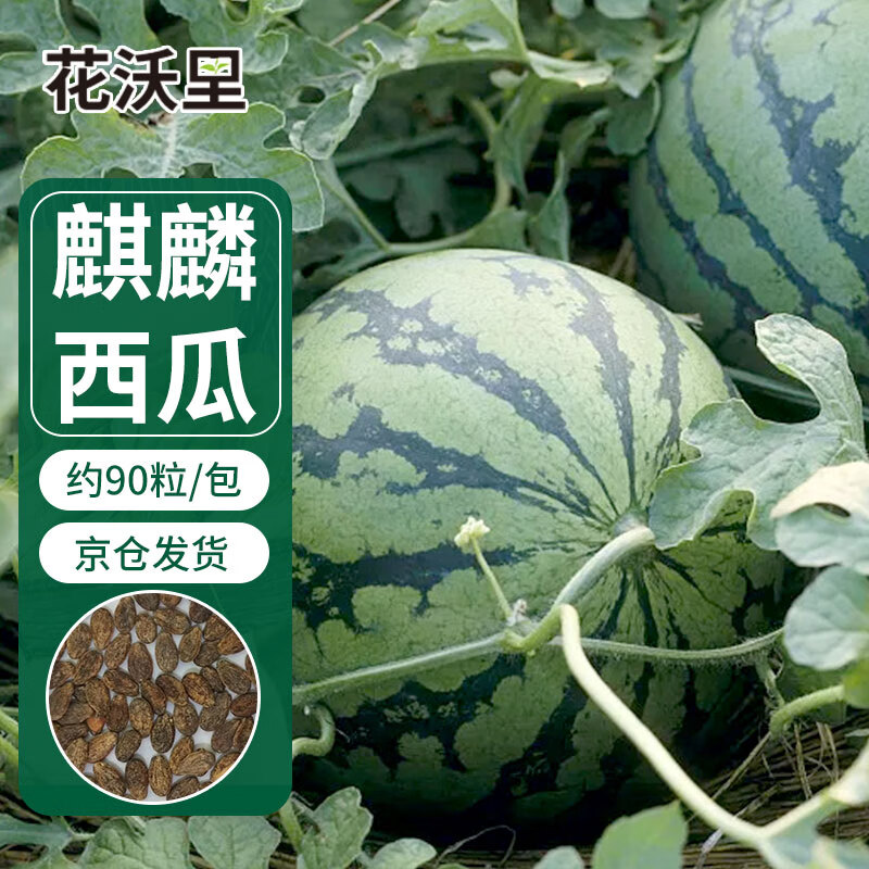 花沃里麒麟瓜种子90粒 蔬菜种子四季水果阳台盆栽土庭院田间种植菜籽