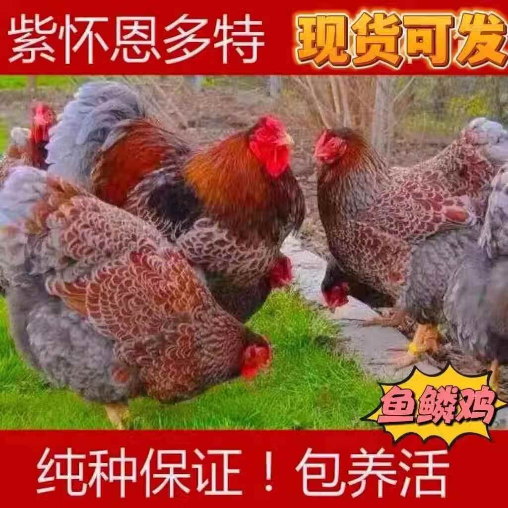 鱼鳞鸡幼苗怀特鸡活苗小鸡紫怀特活苗黑白花大型观赏鸡宠物鸡宠物 3-4