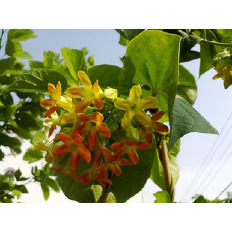 姜芮藤本夜来香(星状花瓣)花成串球状,夜香兰,清香醉人会 长25厘米