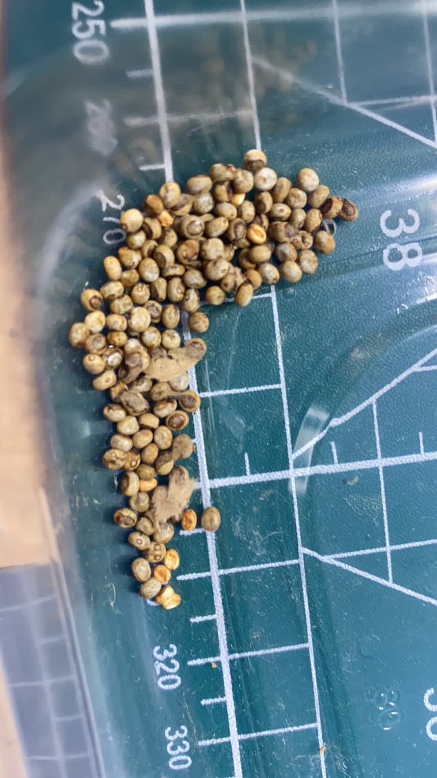 长尾大蚕蛾 幼虫/卵 尾大蚕蛾 长尾天蚕蛾 蚕蛹爬虫蝴蝶昆虫 受精卵