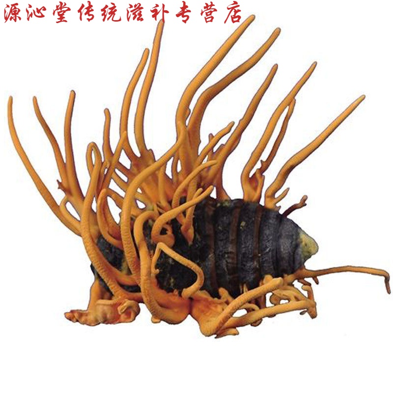 有仁堂 真蛹虫草带蛹体北冬虫夏草特级孢子头干货煲汤泡酒真蛹虫草 蛹