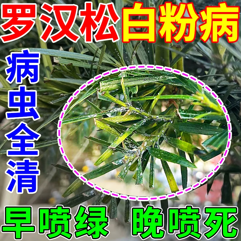 罗汉松白粉病专用剂植物盆栽罗汉松叶枯病黑斑病蚧壳虫杀虫剂肥料 1瓶