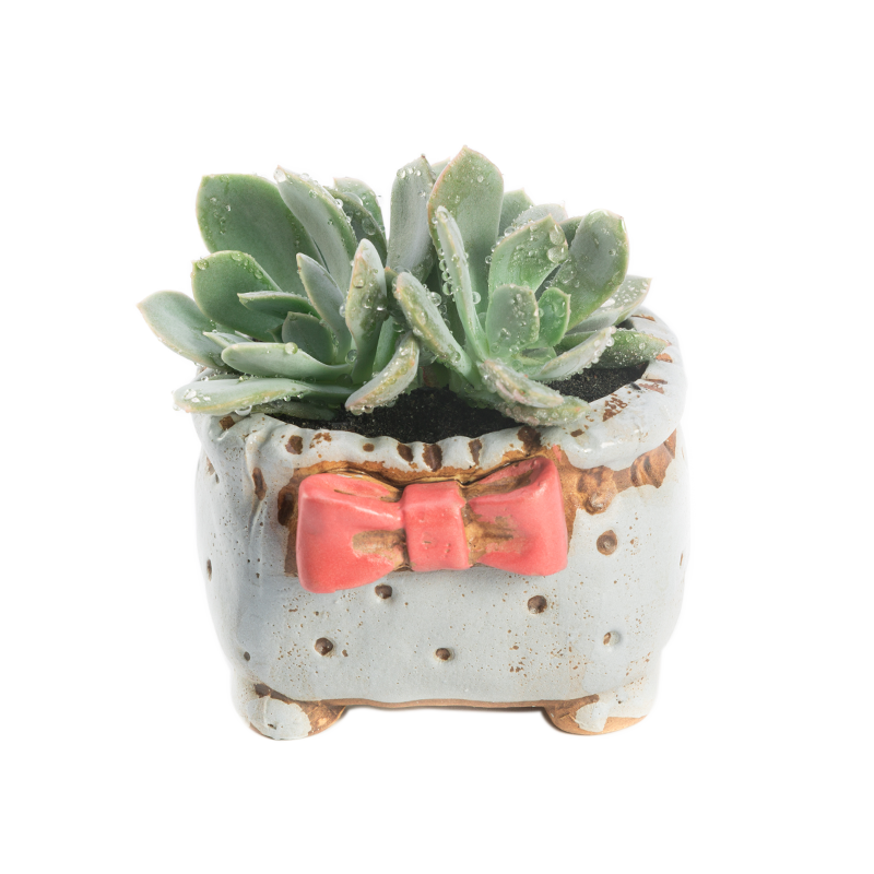 花琴多肉植物盆栽组合室内外桌面l花卉盆栽陶瓷盲盒盆3多肉土源头直发