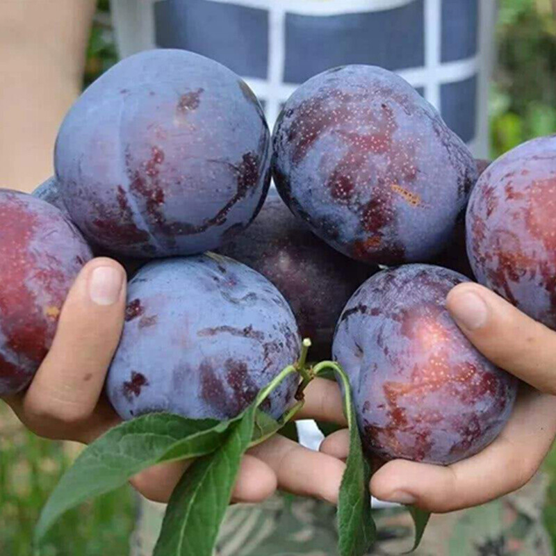 沃喜乐新鲜黑布林李子孕妇酸甜脆爽恐龙蛋黑宝石当季水果生鲜团购送礼