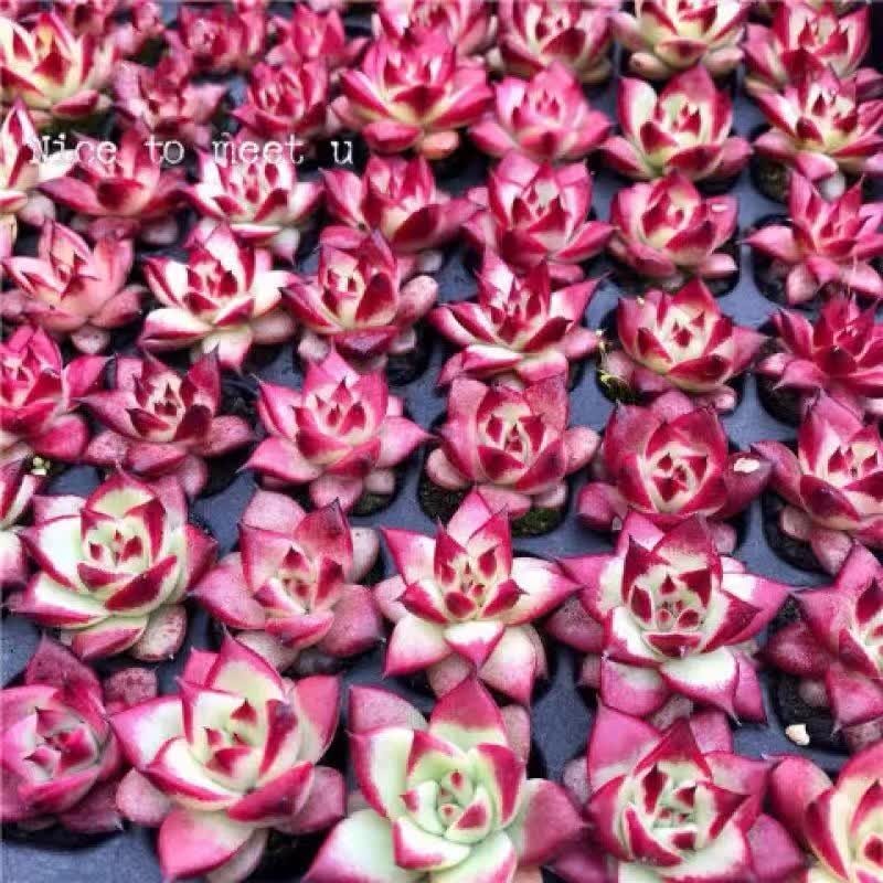 轩林美多肉 多肉植物 罗宾红骑士卡宴罗卡柏拉图多肉红色室内阳台办公