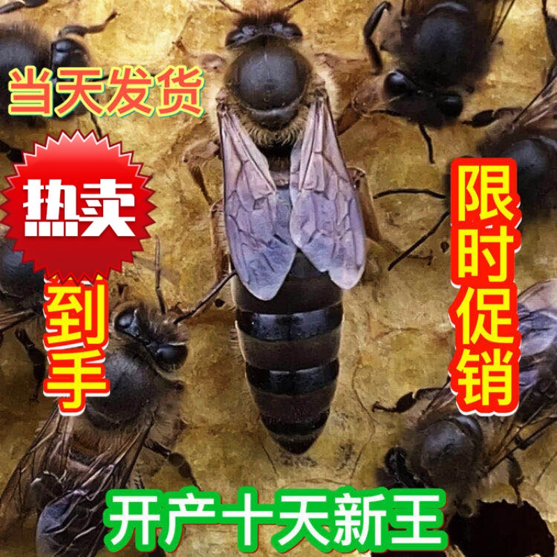 中蜂蜂王种王种高产蜜蜂蜂王活体产卵王双色杂交王蜜蜂群 杂交处王