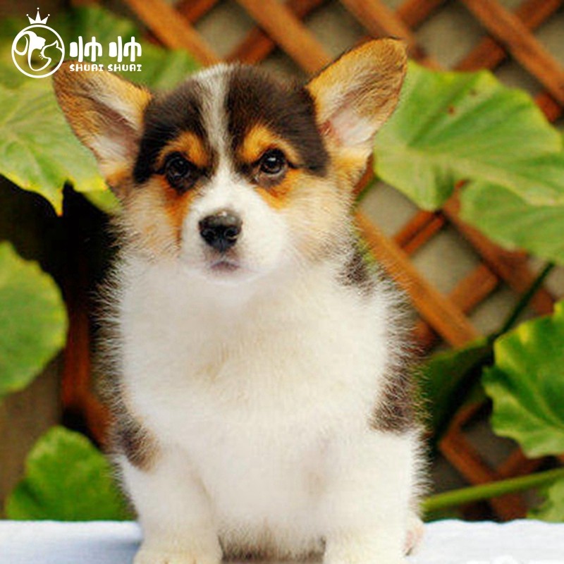 帅帅名宠 北京犬舍 威尔士柯基犬北京宠物市场 双色三色柯基活体 宠物