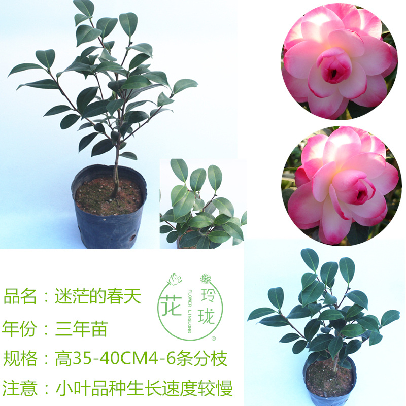 名贵山茶花苗盆栽珍贵小叶品种迷茫的春天带花苞发货春迷茫粉色系