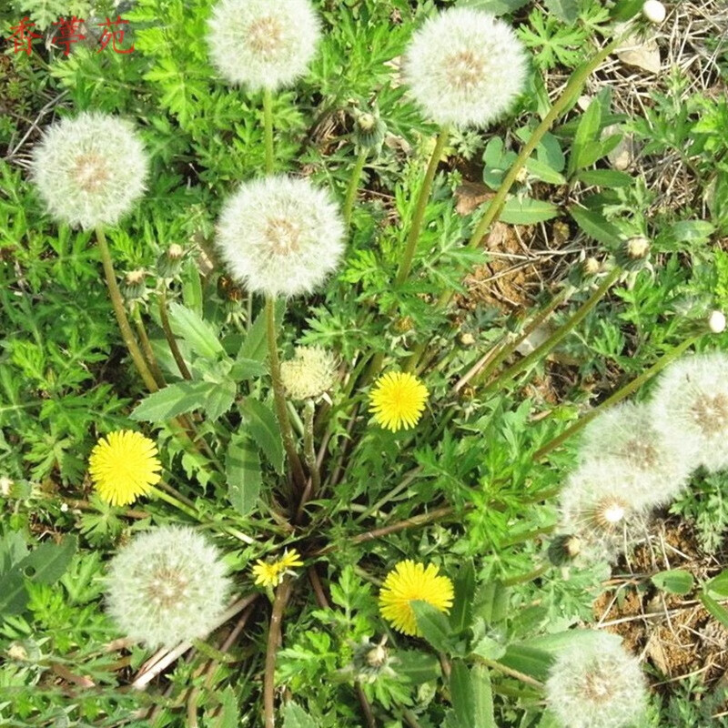 香葶苑  大叶蒲公英种子食用野菜婆婆丁种子种子四季播种多年生种植