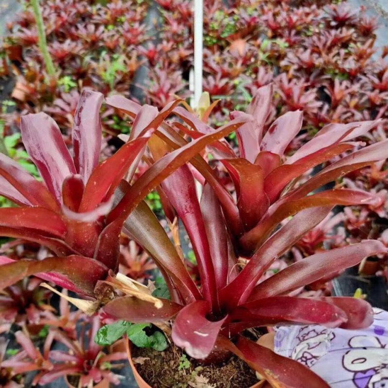 【京选优品】积水凤梨琳达五彩凤梨雨林缸水陆生态水草爬虫缸造景常用