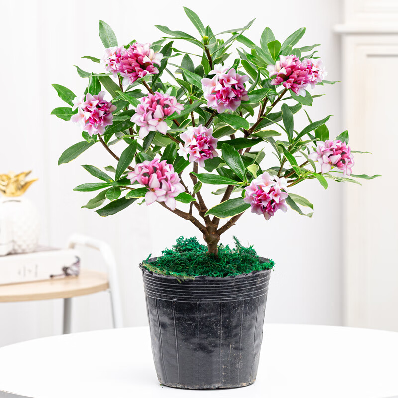 婩菊金边瑞香盆栽室内客厅阳台芳香开花不断四季常青耐寒花卉 金边