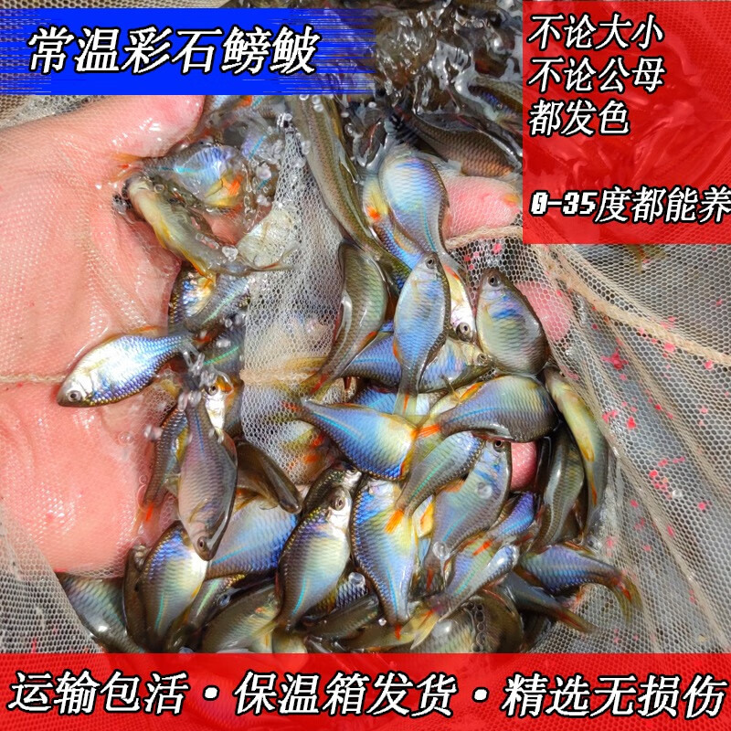 淡水中华彩石鳑鲏冷水旁皮小型原生观赏鱼活体不用加热耐养除藻 5-6厘米中华彩石12条包活10条