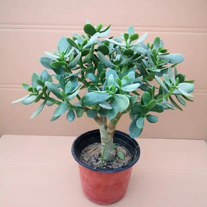植物室内客厅阳台办公桌红边大叶多肉植物 玉树高度10厘米(带土球)