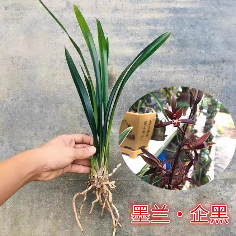 爱你一万年【特价】浓香兰花盆栽墨兰企黑报岁兰宽叶兰花苗客厅阳台绿植花卉 【特价】2棵企黑墨兰+肥