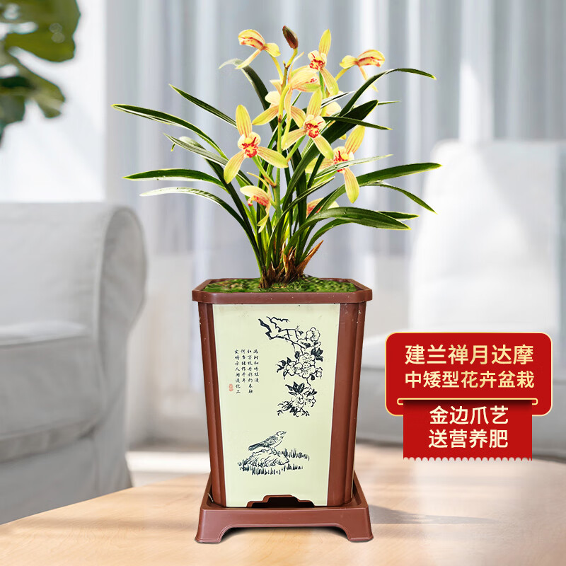 劉閣蘭花兰花建兰四季兰禅月达摩不带花苞花卉盆栽 4苗带小四方棕色