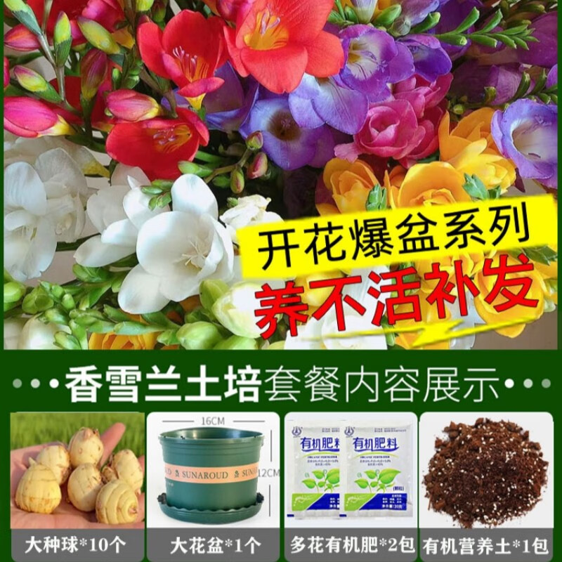 进口香雪兰种球重瓣小苍兰四季开花好养活观花卉盆栽鲜花植物种子 香雪兰【推荐套装】怎么样,好用不?