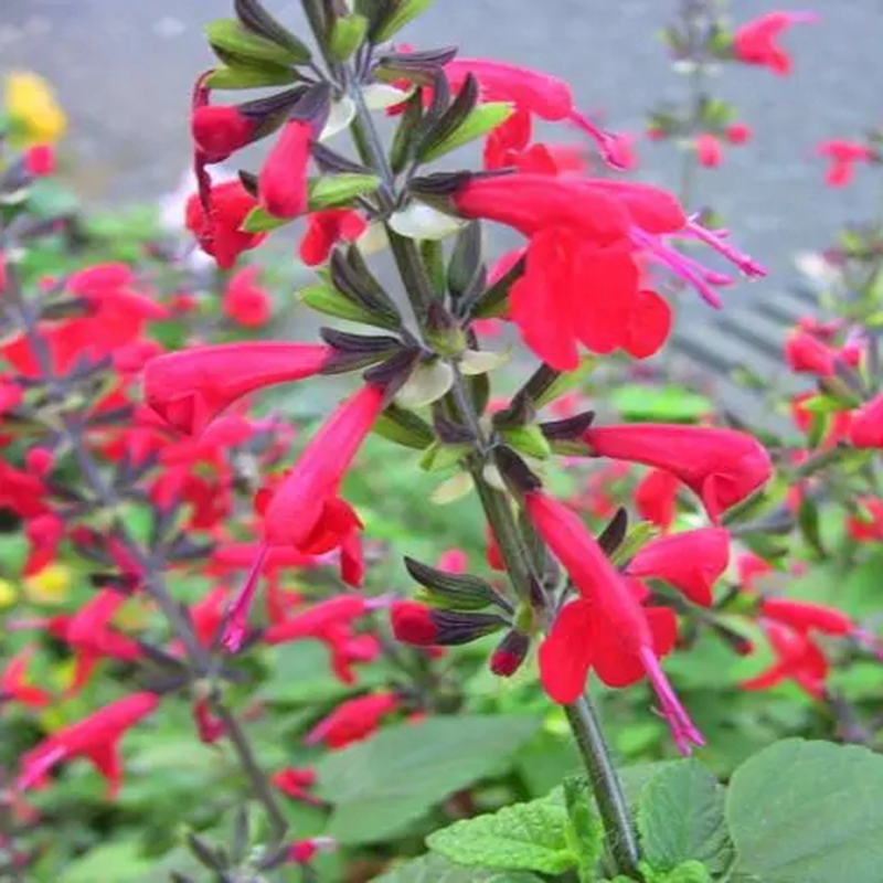采梦 红花鼠尾草种子一串红唇朱唇花籽炮仗花春季花海景观长花期