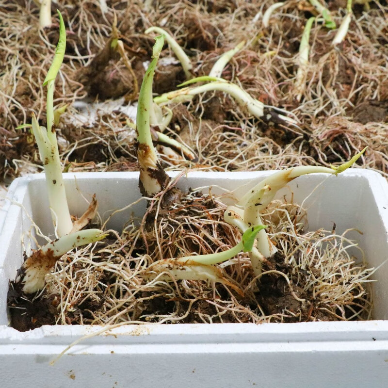 食芳溢湖南芋头槟榔芋种植苗新鲜现挖香芋种子阳台庭院地栽盆栽应季