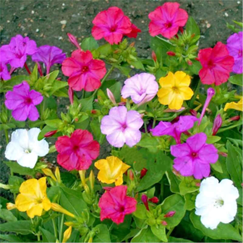 开花种籽易活四季播种庭院阳台盆栽耐热花卉 混色紫茉莉200粒/送肥料