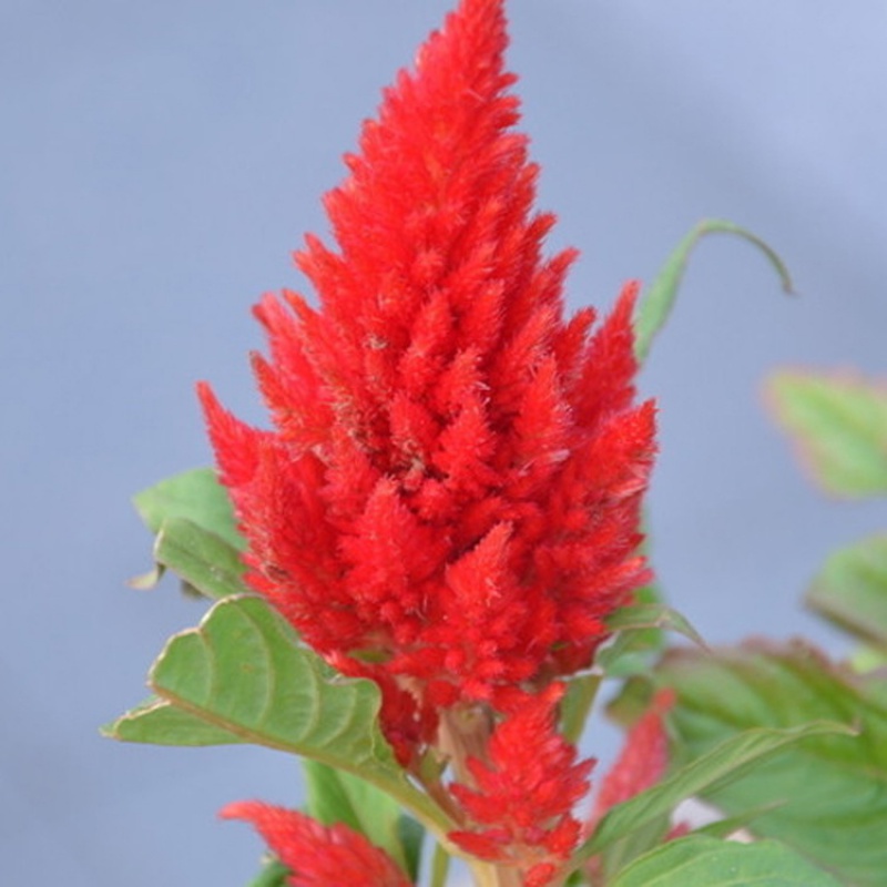 好客花乡鸡冠花火焰凤尾冠状鸡冠花种籽庭院工程绿化植物花卉四季易种