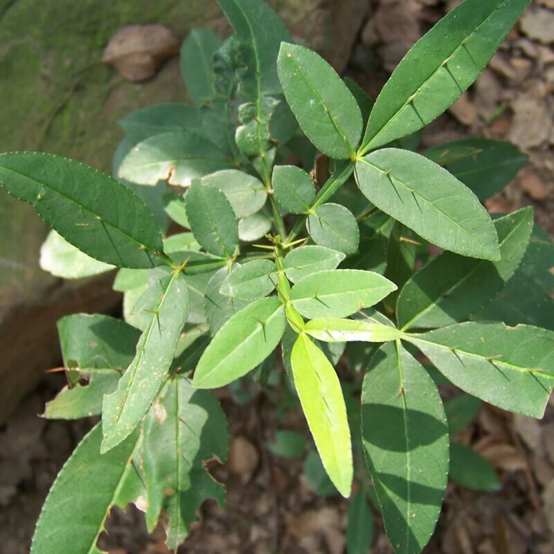 四川大红袍青花椒苗当年结果大花椒树南北方种植 竹叶椒花椒苗3年苗
