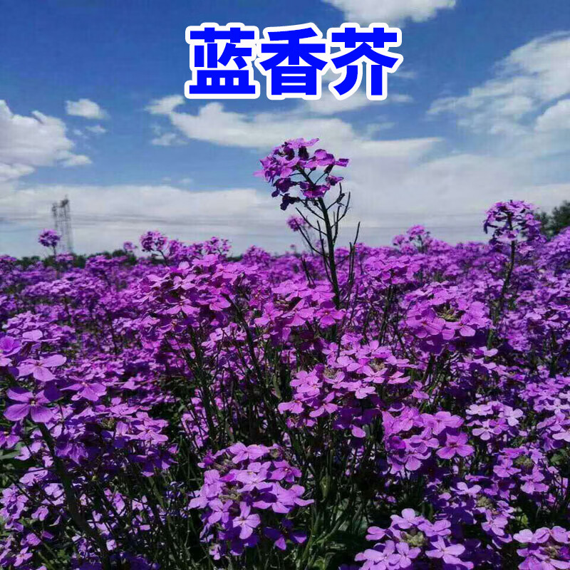 碧鼎蓝香芥种子花籽香花芥花种子四季种易活易种花籽庭院室外盆栽阳台