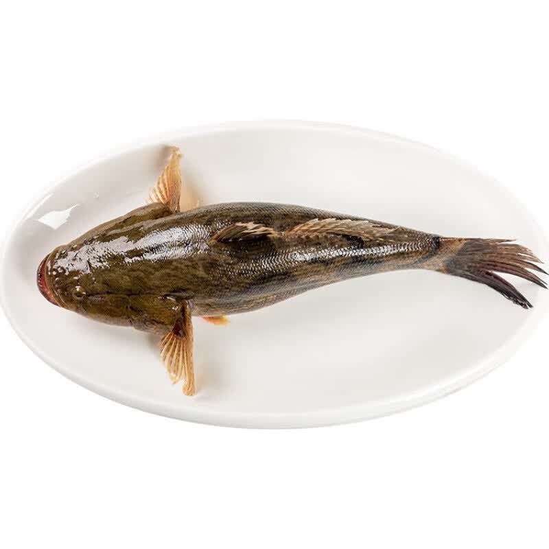 巧昕【活鲜】鲜活笋壳鱼 新鲜呆子鱼大虎头鱼烧烤食材 750g-850g 1条