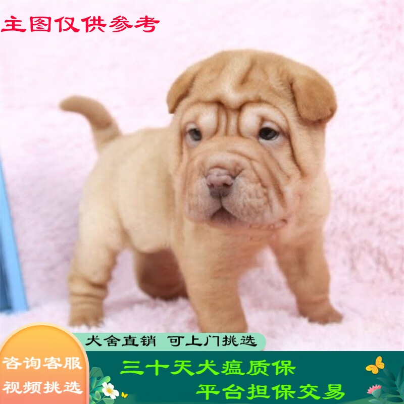 桓瑞宠物 纯种宠物狗狗活体沙皮狗幼犬幼崽中型犬 宠物级a款 公