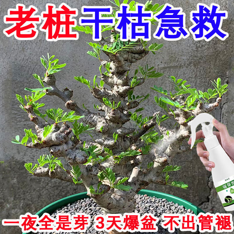 爆芽王】老樁催芽劑促芽僵苗快速發(fā)新芽防黃葉促花營養(yǎng)通用復(fù)活肥 一夜猛躥芽 噴哪長哪 老樁復(fù)活 5瓶【1000毫升】養(yǎng)花通用