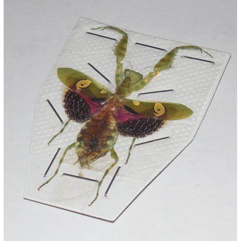 昆虫标本真昆虫螳螂标本眼斑螳国内外昆虫 已整资 图片样子 其他长