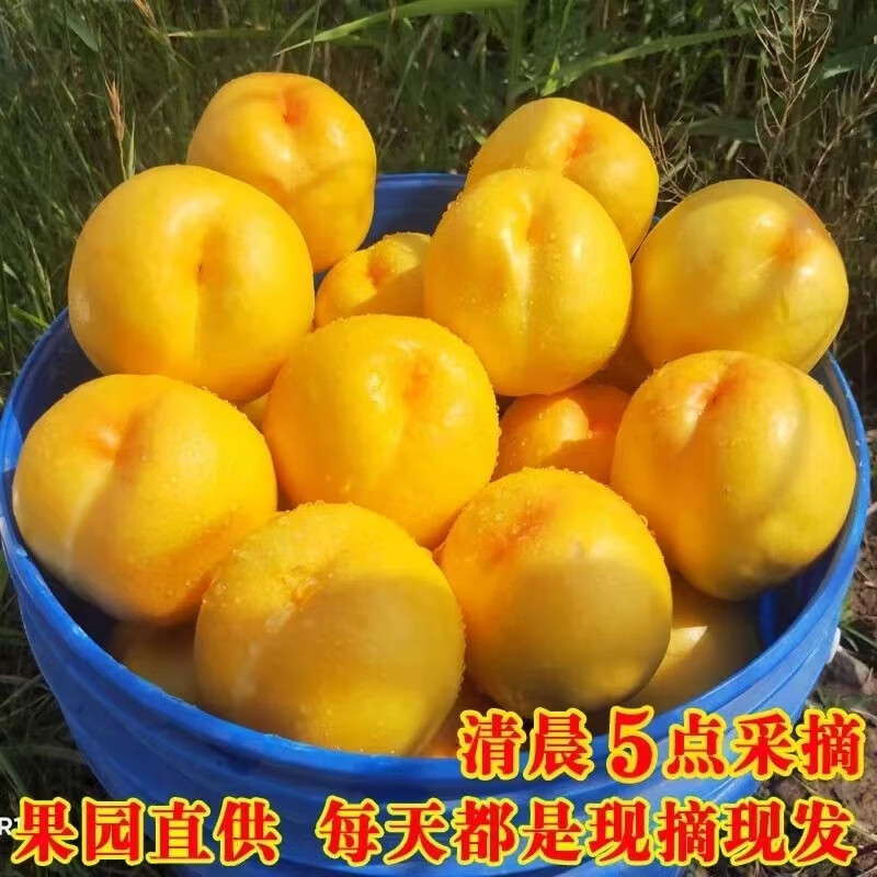 正宗山东蒙阴蜜桃新鲜水果（4.5斤）自家果园现摘现发【水蜜桃】 4.5斤普通箱