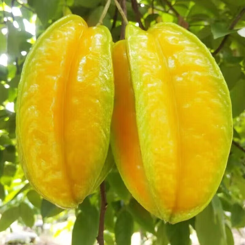 小筑倾橙福建漳州下河杨桃新鲜水果洋桃五角星阳桃现摘现发整箱年货 5斤优选杨桃