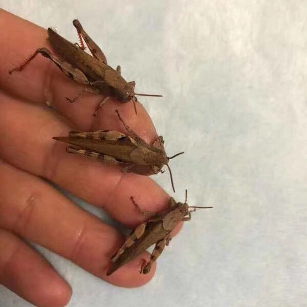 伟博新疆专链活体丁蜢,花腿,花脚,草蜢,活体丁蜢花腿 中只花腿50g