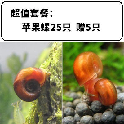 墨一苹果螺吃藻螺草缸工具螺除藻螺观赏螺淡水清洁水蜗牛清理鱼缸