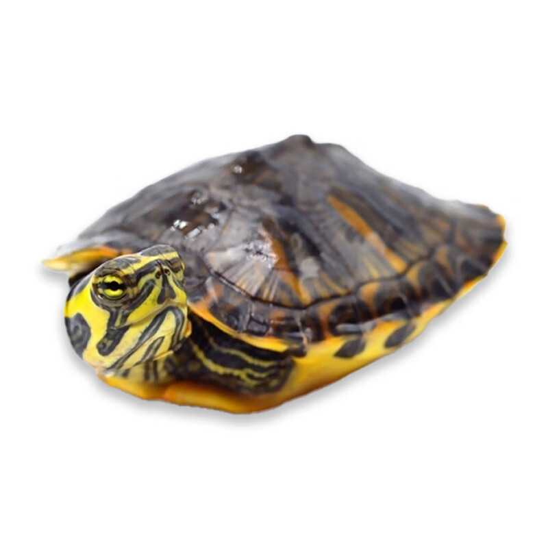 观赏深水黄耳龟活物混养冷水杂食吃粪龟小乌龟招财观赏宠 红色 34299