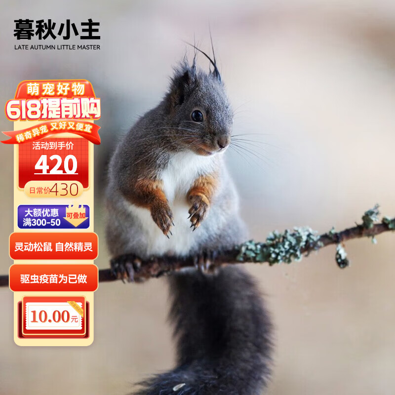 崽宠物雪地黄山金花松鼠活物魔王松鼠活体 三色魔王松鼠幼崽公母备注)