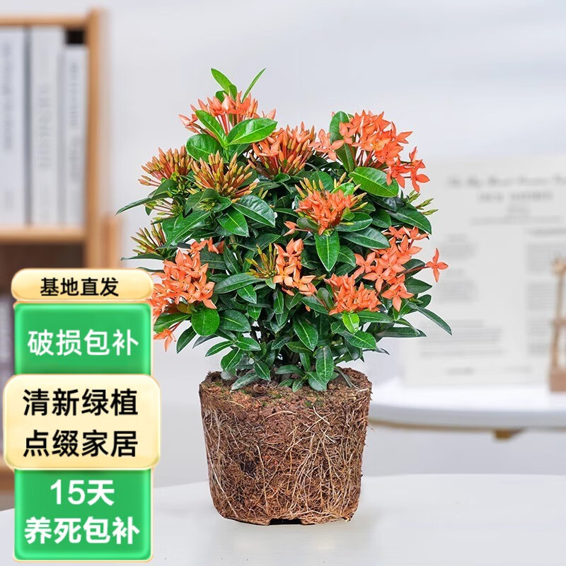 泰西丝龙船花盆栽阳台庭院室内窗台观花小叶绿植水绣球耐热四季常青