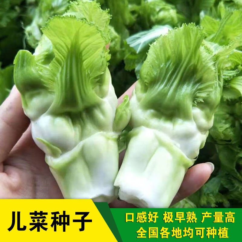 赤卉儿菜种子大头芥儿菜种籽儿菜种孑正宗菜籽蔬菜种籽南方秋季 脆嫩