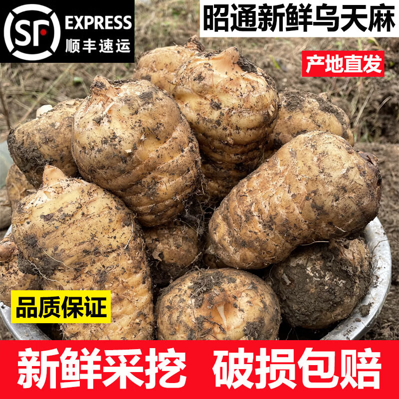 昭通天麻;ZHAOTONG RHIZOMA GASTRODIAE天麻 云南昭通新鮮天麻 小草壩深山老林烏天麻 滋補(bǔ)食材 非 黃金 小果（8-11個(gè)每斤） 1斤試吃