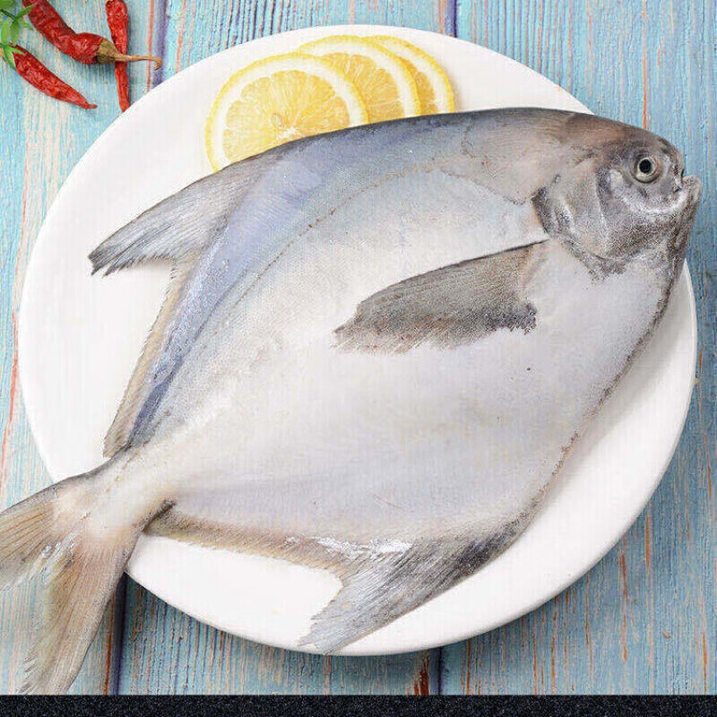 勤臣 新鲜东海鲳鱼新鲜白鲳鱼银鲳鱼海鲜水产扁鲳鱼平鱼 1斤装