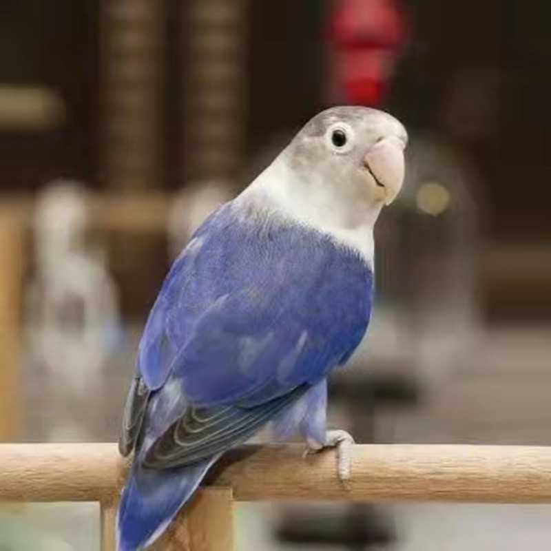 豪蚨小太阳鹦鹉和尚活体带标识合法鸟家养活物和尚活体亲人可上手豪蚨