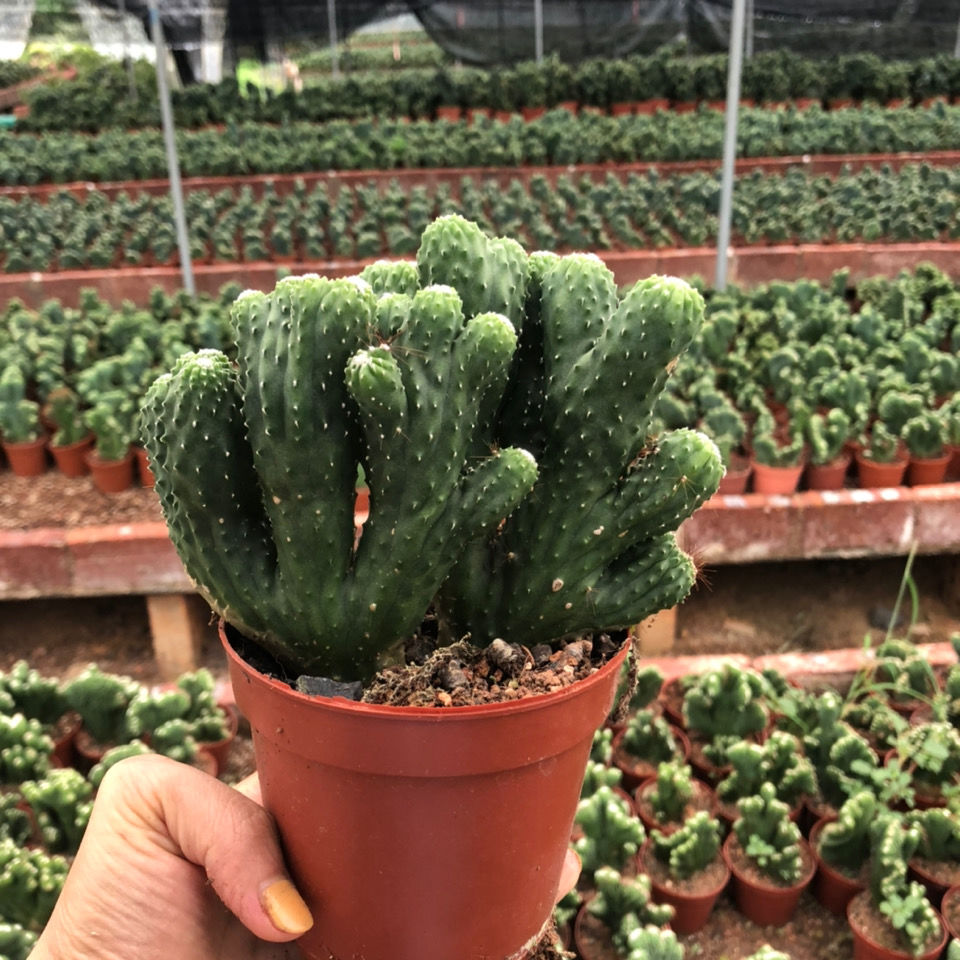 络咚棠**上新五指山仙人掌 超大山影仙人球 招财室内小盆栽辐射 玉