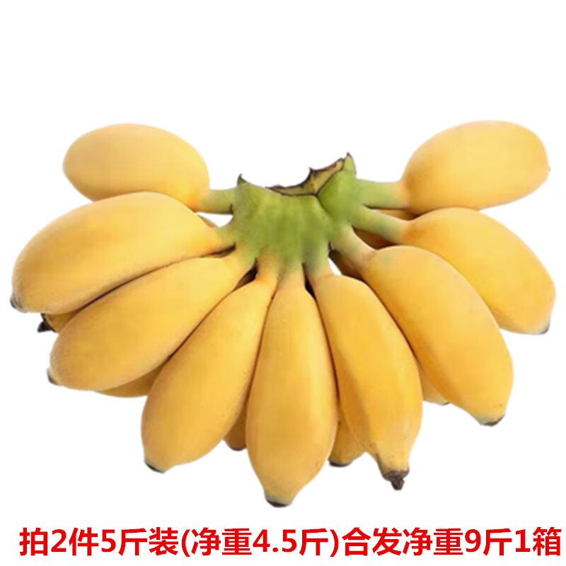 梦芷广西小米蕉新鲜香蕉粉糯酸甜小香蕉时令水果特产（催熟食用）带箱 5斤 装(净重4.5斤,2件升级泡沫箱)