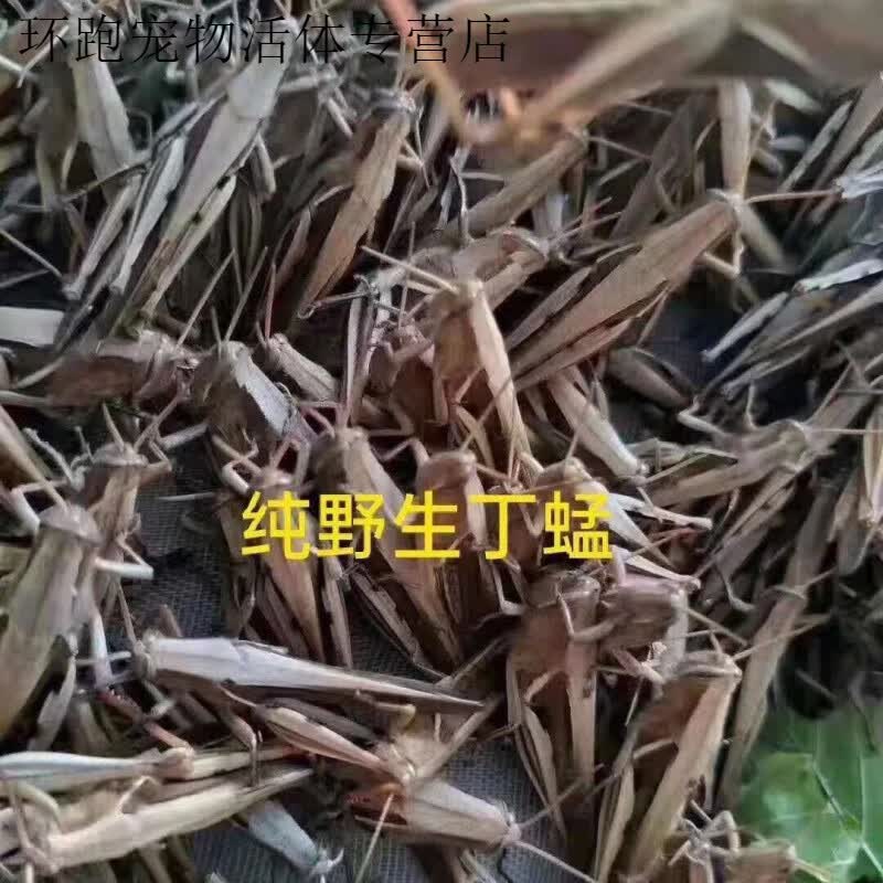野生活体花腿蜢 花脚蜢草蜢丁蜢蚂蚱活物包活活体饲料 1两丁蜢
