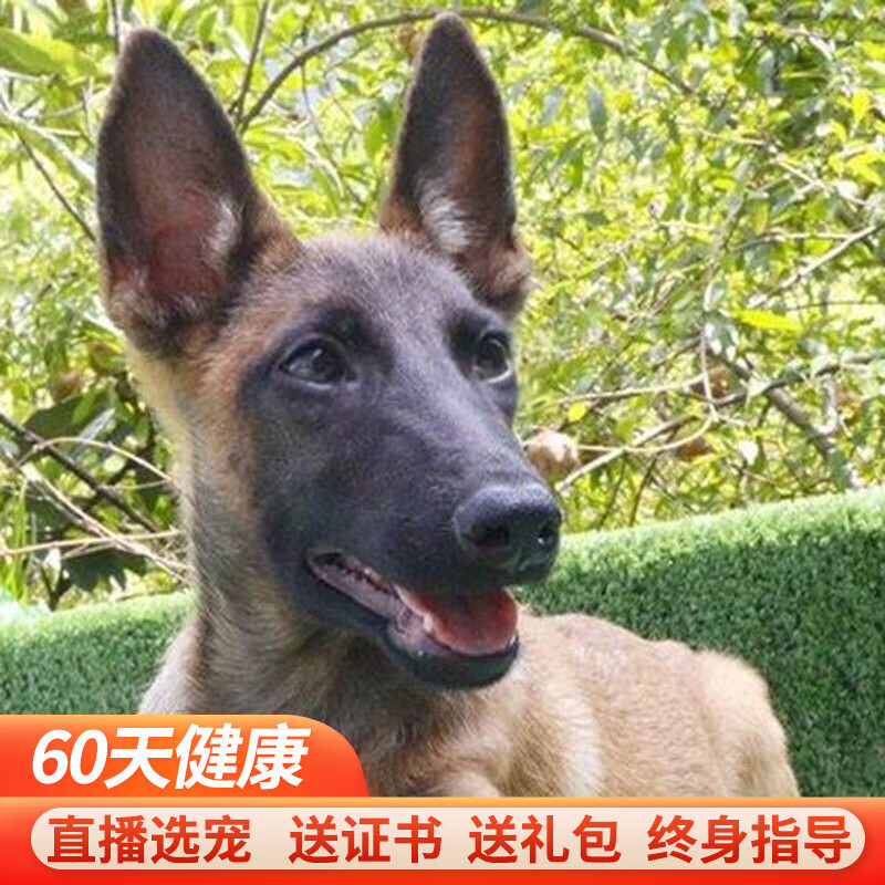 马犬幼犬活体幼崽纯种宠物狗狗马犬 宠物级黑马 公