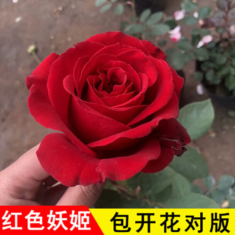 十年2棵玫瑰花苗老桩多种颜色玫瑰苗盆栽地载花卉观花植物室内室 红色