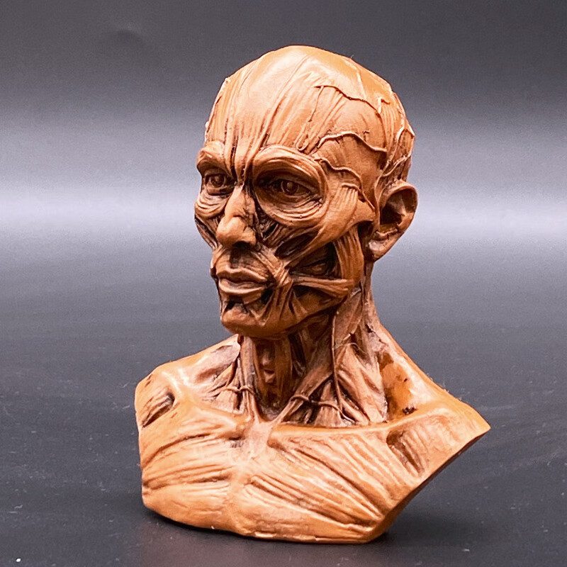 兴屹人体头部肌肉结构模型人头解剖素描速写美术教学骨骼骨架骷髅