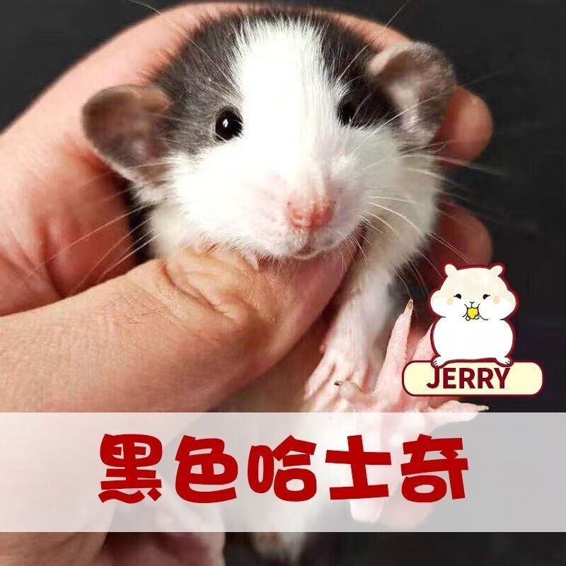 dsnzy花枝鼠活体花枝鼠活体幼崽幼儿宿舍懒人宠物正脸哈士奇暹罗萌宠